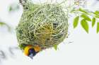 Southern masked weaver male building its nest, southern Africa Art Print